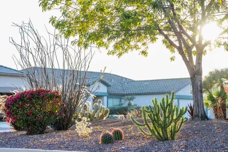 Desert front yard landscaping with gravel and various cactus species.
